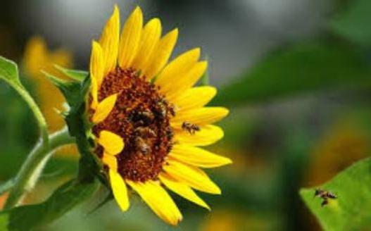 Mi a leghasznosabb méz minden fajta? A minősítésekről és alkalmazásukról