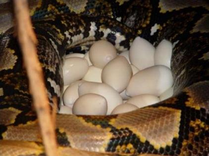 A mesh python a legnagyobb kígyó a világon